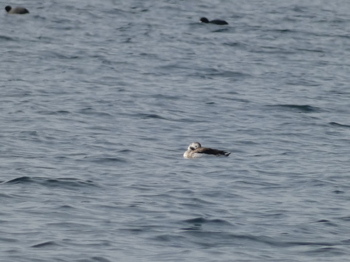 Long-tailed Duck - ML614224310