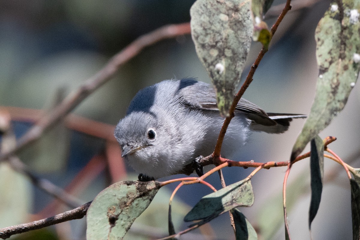 Blue-gray Gnatcatcher (obscura Group) - Anne Craig