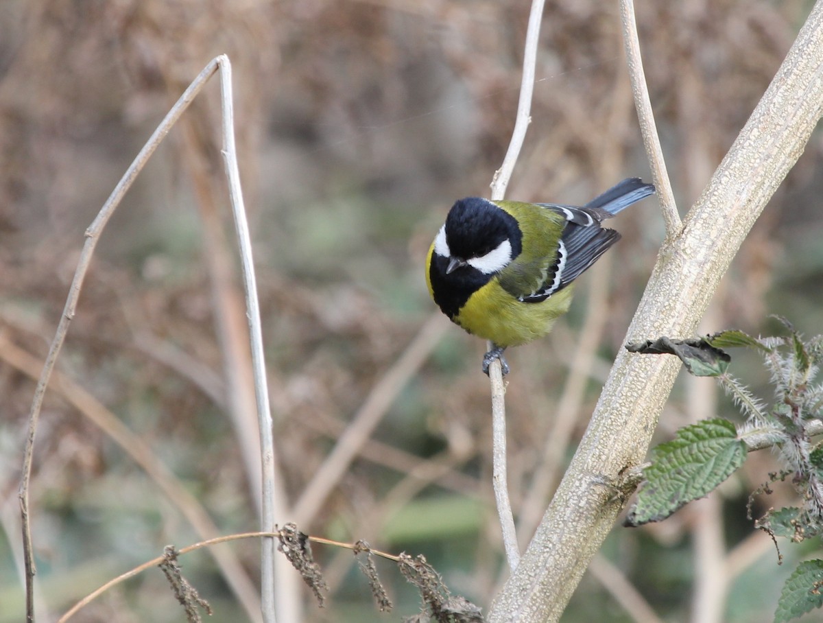 Green-backed Tit - ML614224367