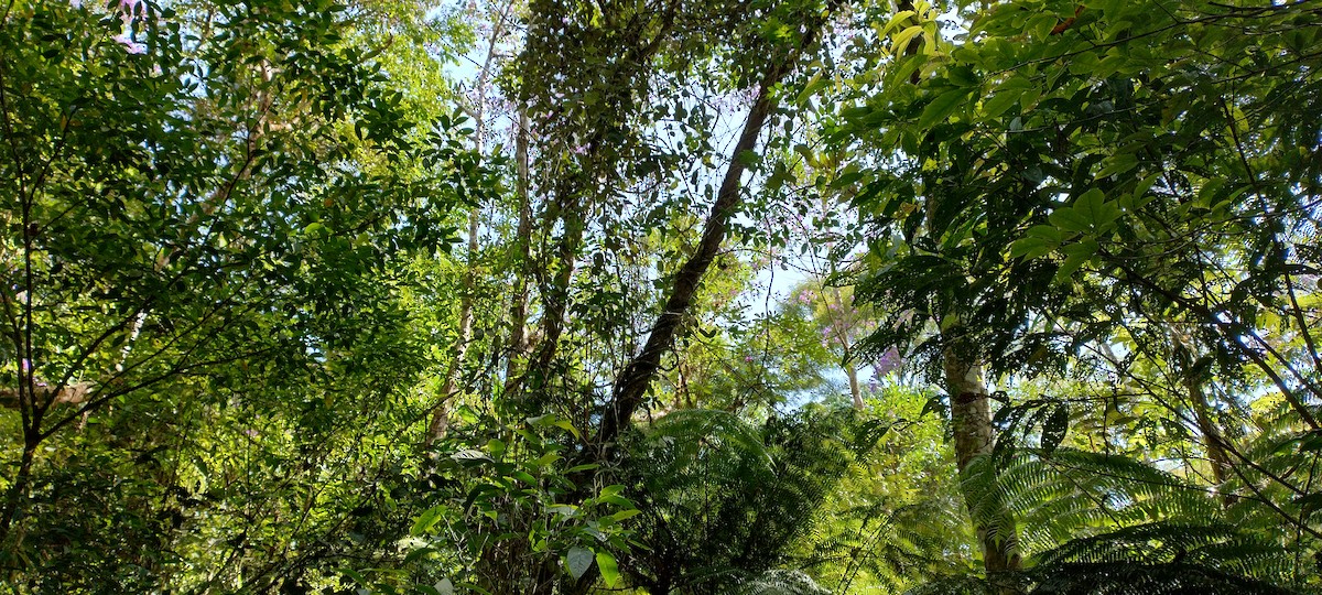 Lemon-chested Greenlet - Carlos Otávio Gussoni