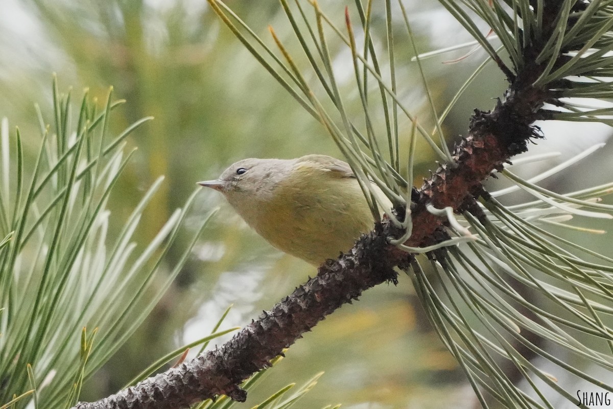 Orange-crowned Warbler - ML614224398