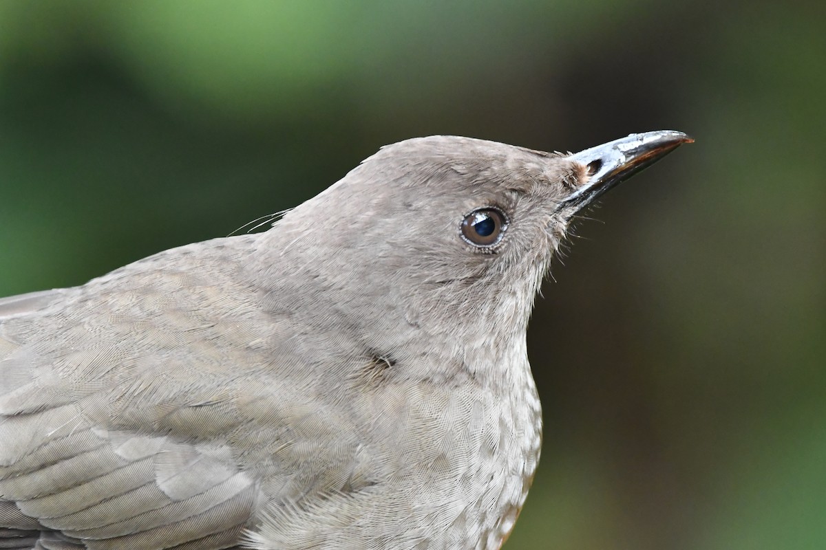 Mountain Thrush - Jessy Lopez Herra