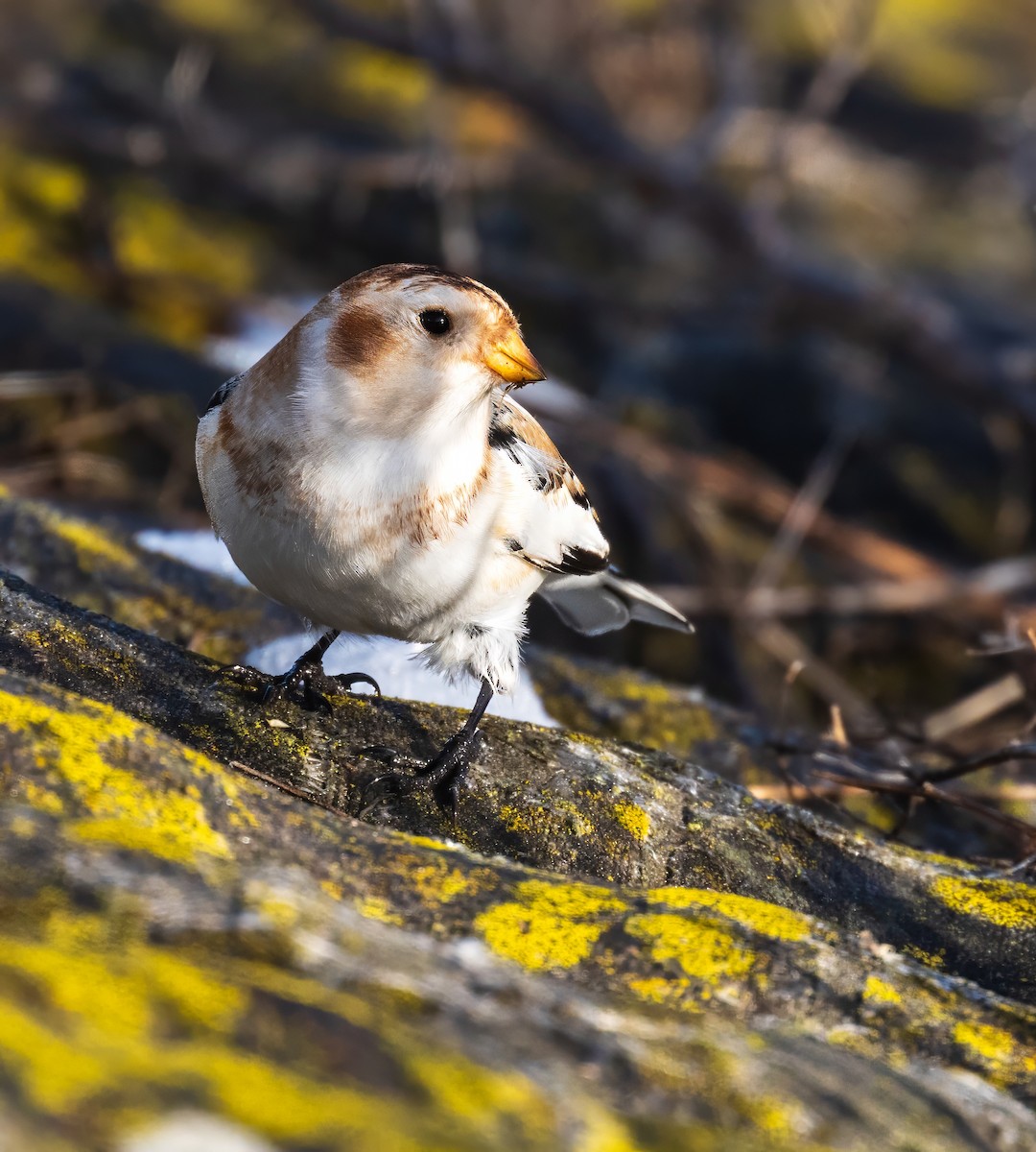 Snow Bunting - Steve Knight