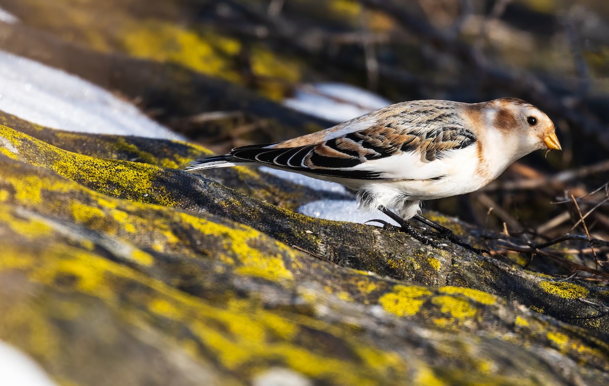 Snow Bunting - ML614224429