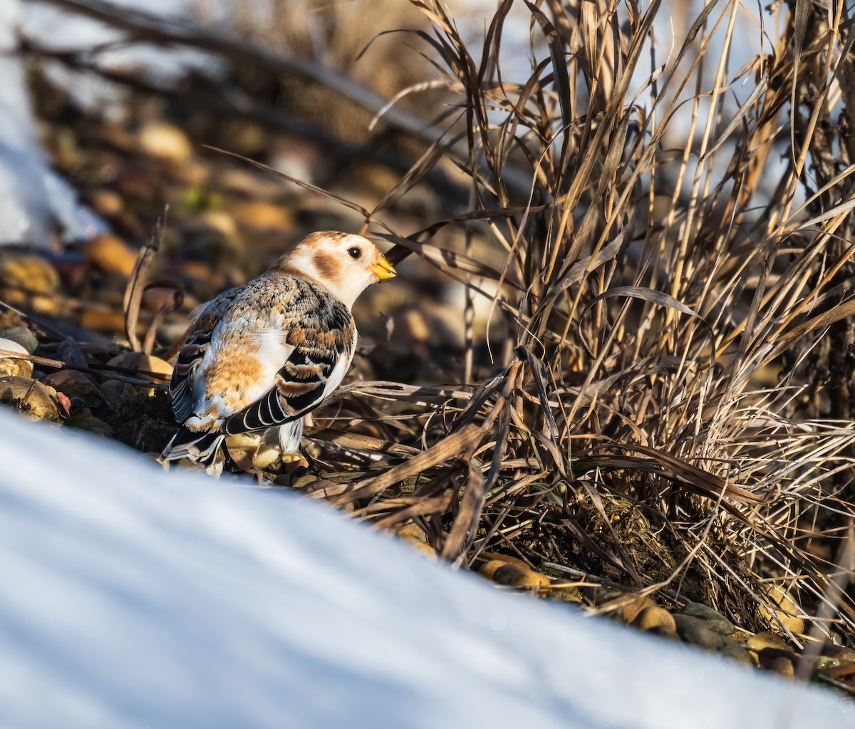 Snow Bunting - ML614224430