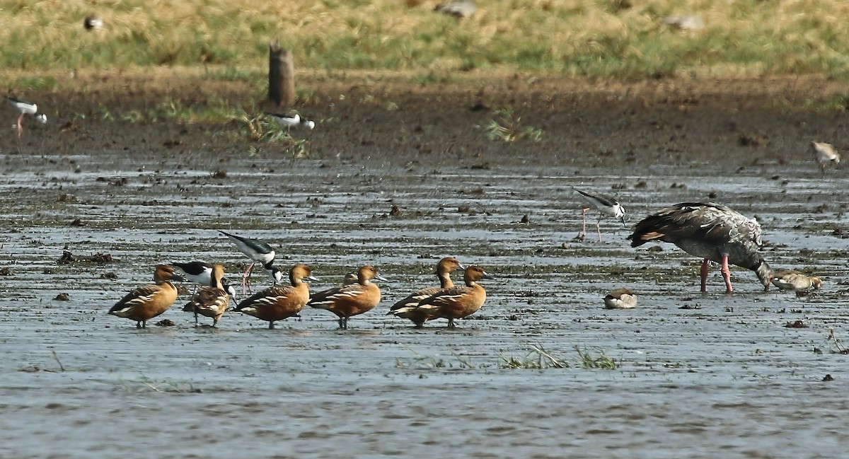 Dendrocygne fauve - ML614224455