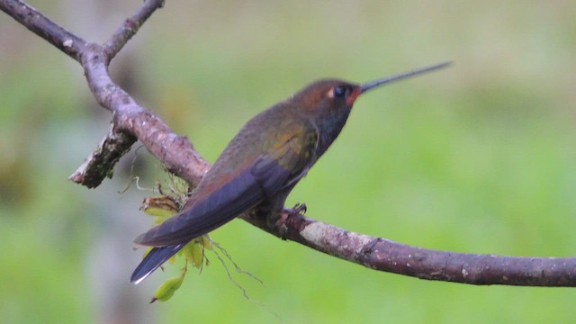 Rufous-gaped Hillstar - ML614224474