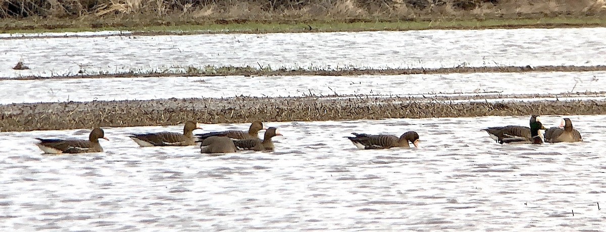 Greater White-fronted Goose - Dave Trochlell