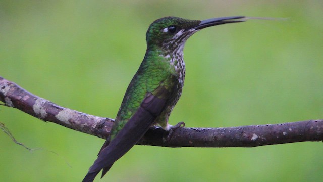 Grünstirn-Brillantkolibri - ML614224490