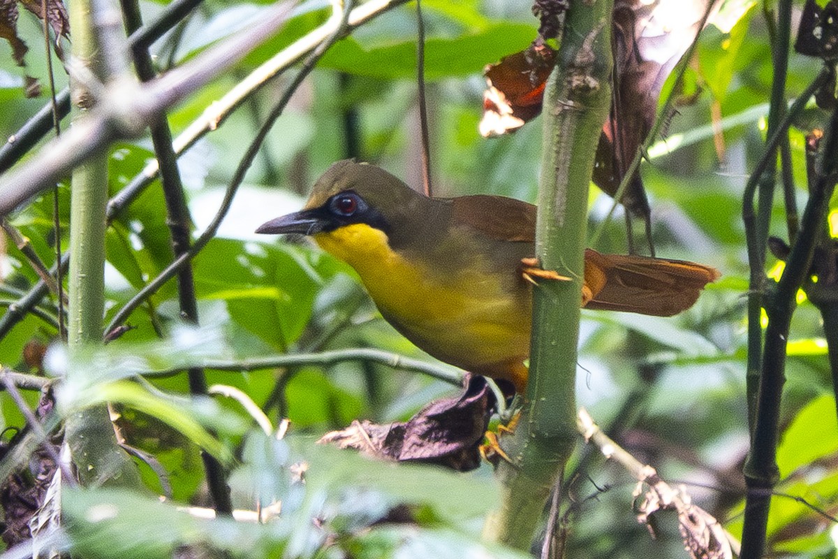 Rufous-vented Laughingthrush - Ronith Urs