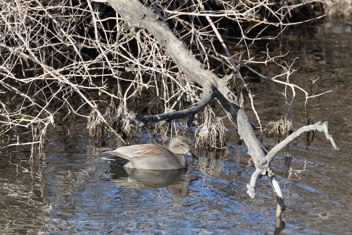 Gadwall - ML614224522