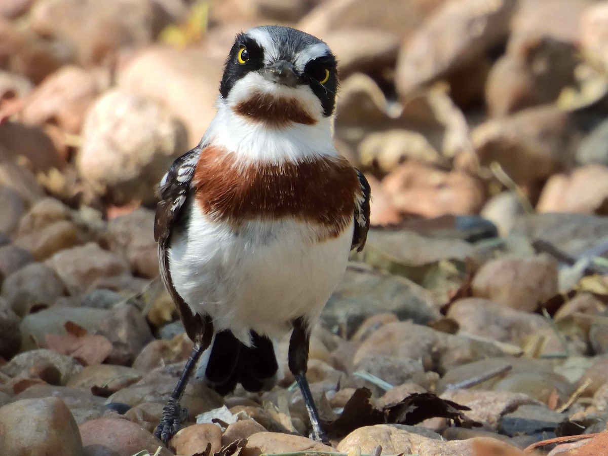 Chinspot Batis - ML614224540