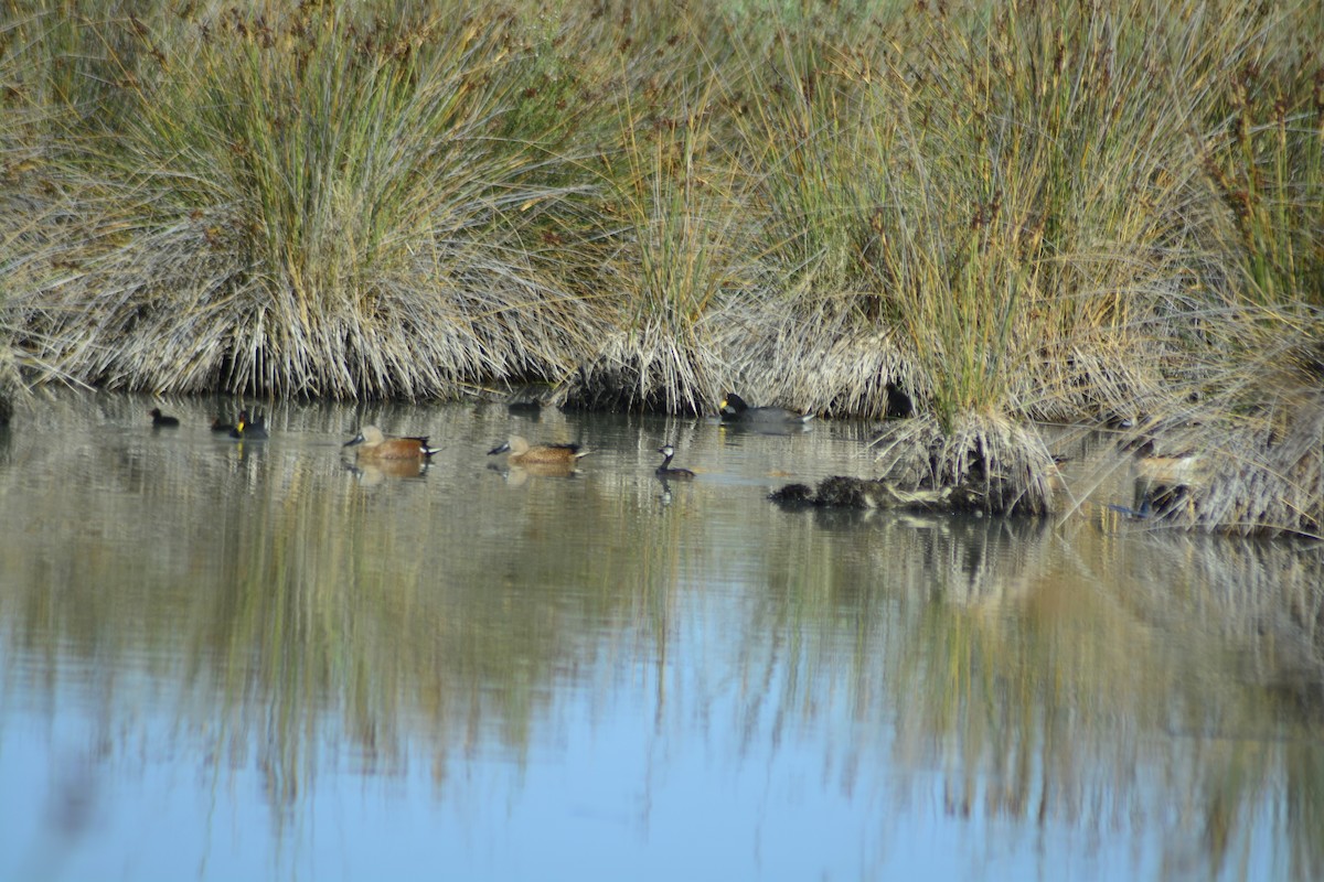 White-tufted Grebe - ML614224542