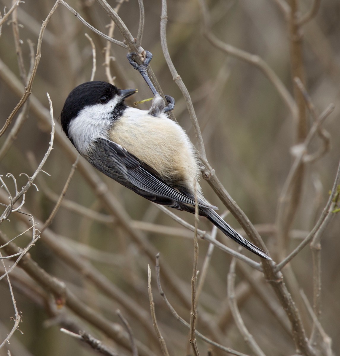 Carolina/Black-capped Chickadee - ML614224548