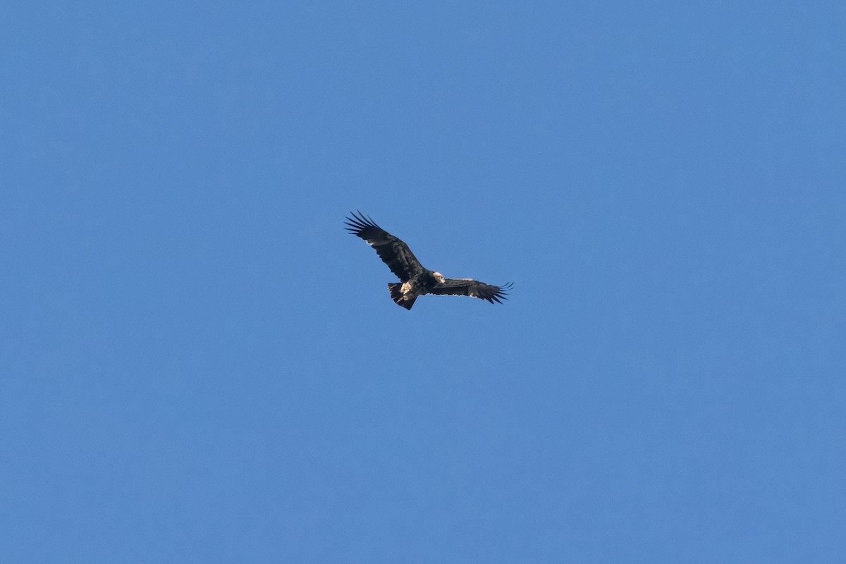 Хан бүргэд - ML614224562