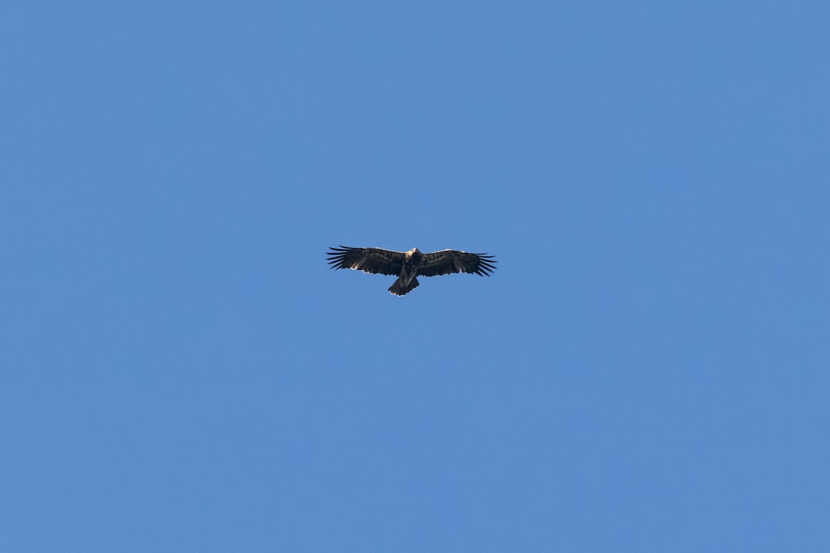 Хан бүргэд - ML614224563