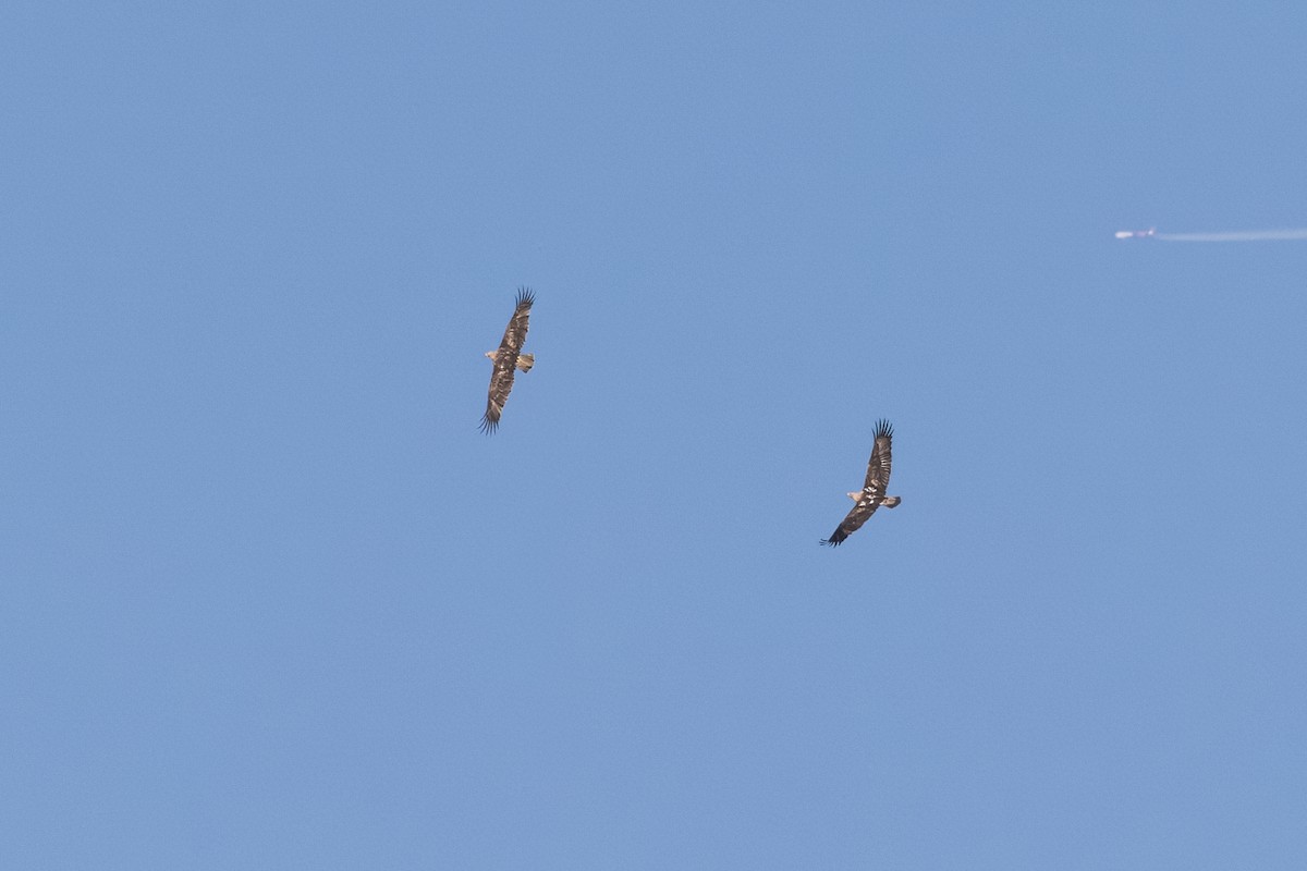 Хан бүргэд - ML614224565