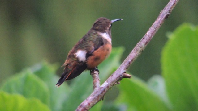 Purple-throated Woodstar - ML614224604