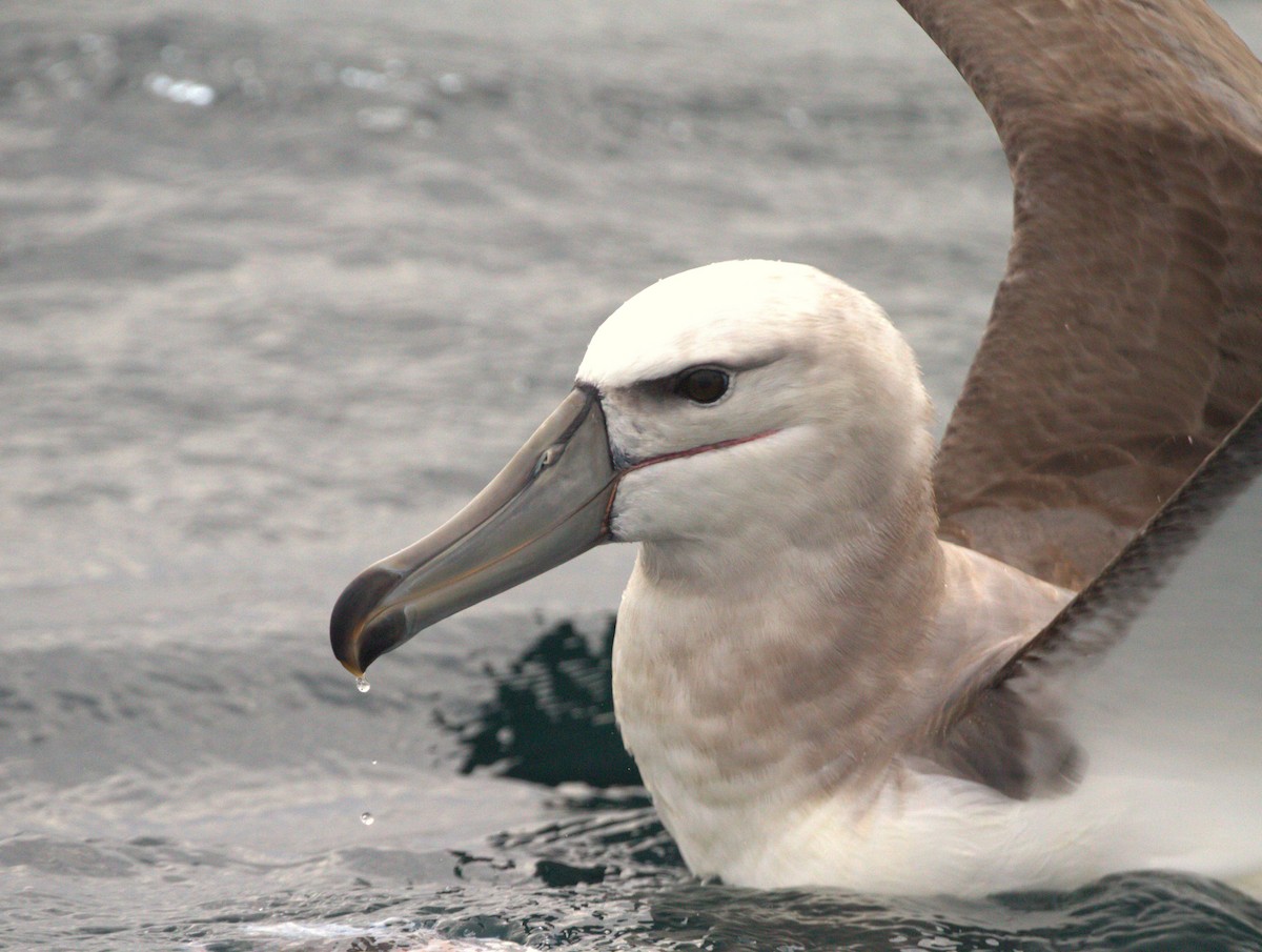 White-capped Albatross - ML614224632