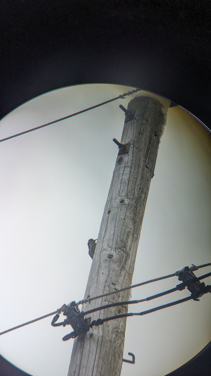 Yellow-bellied Sapsucker - ML614224715