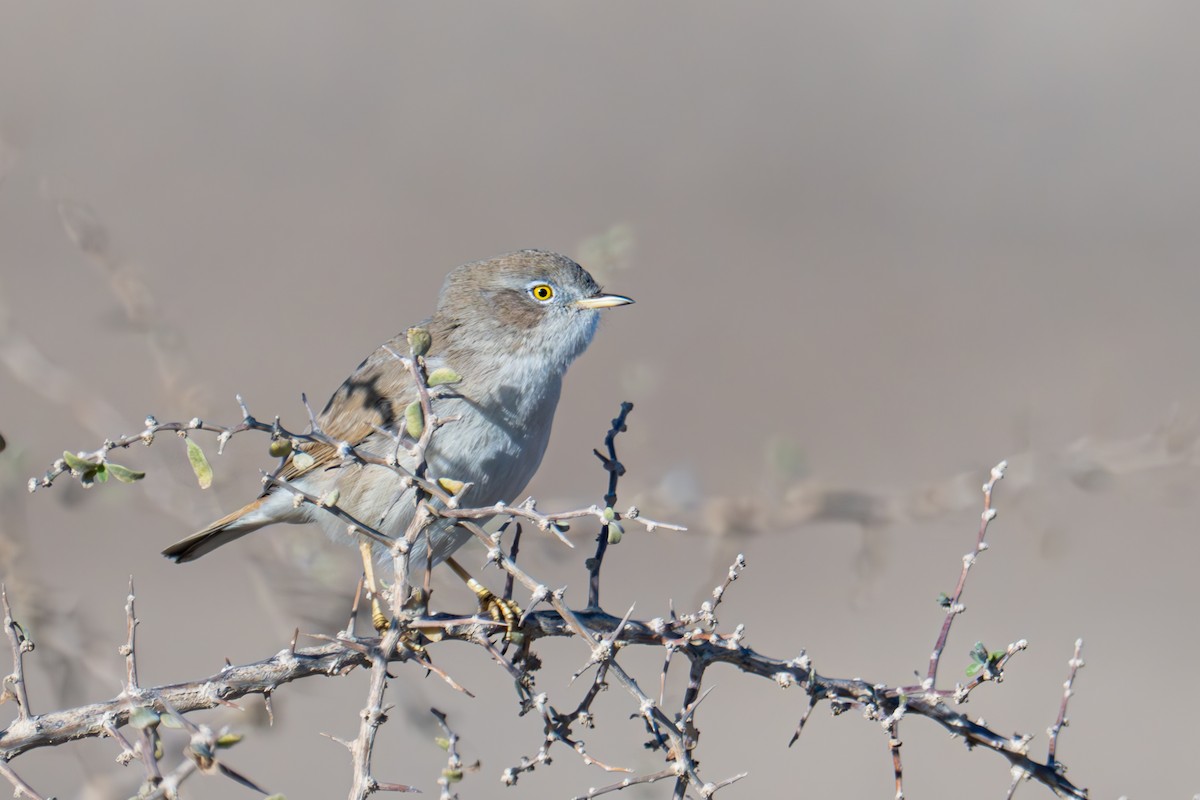 Asian Desert Warbler - ML614224722