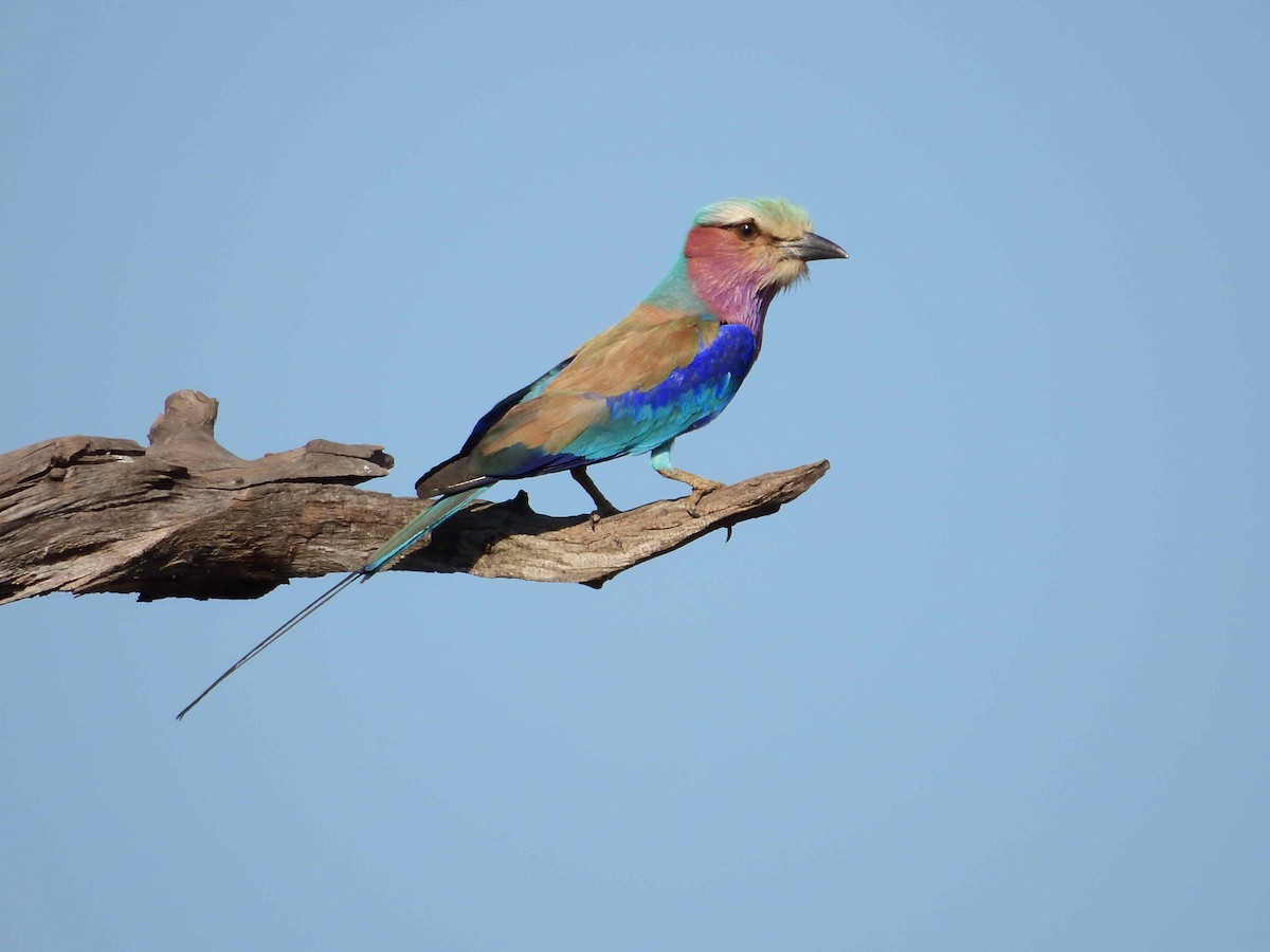 Lilac-breasted Roller - ML614224765