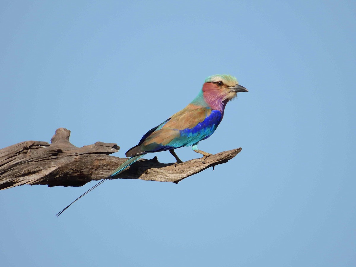 Lilac-breasted Roller - ML614224770