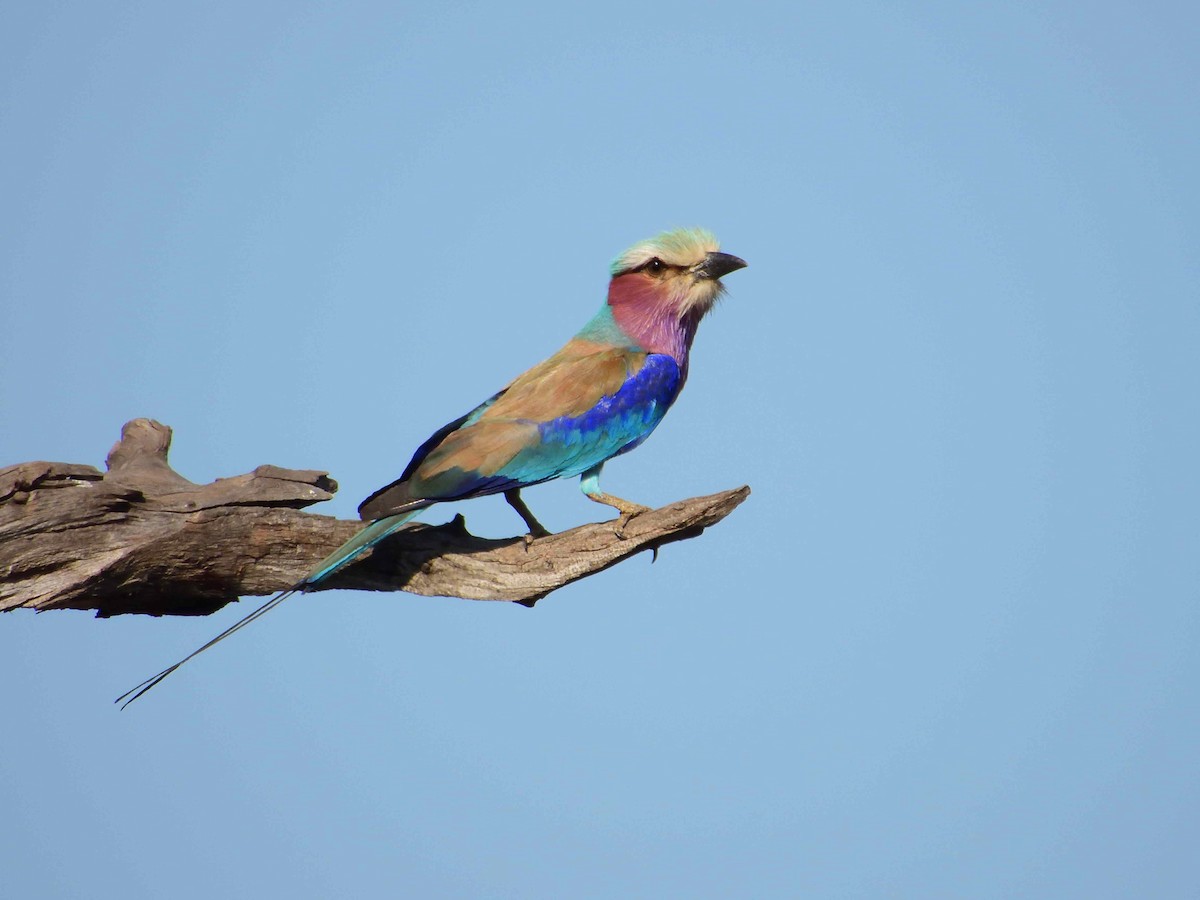 Lilac-breasted Roller - ML614224774
