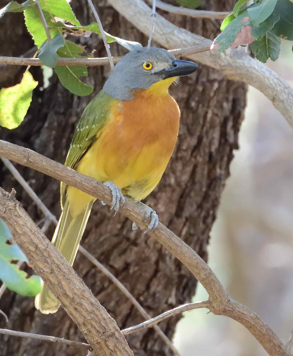 Gray-headed Bushshrike - ML614224801