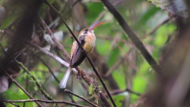 kolibřík dlouhoocasý - ML614224832