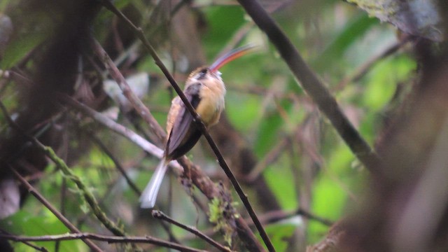 Orangebauch-Schattenkolibri - ML614224832