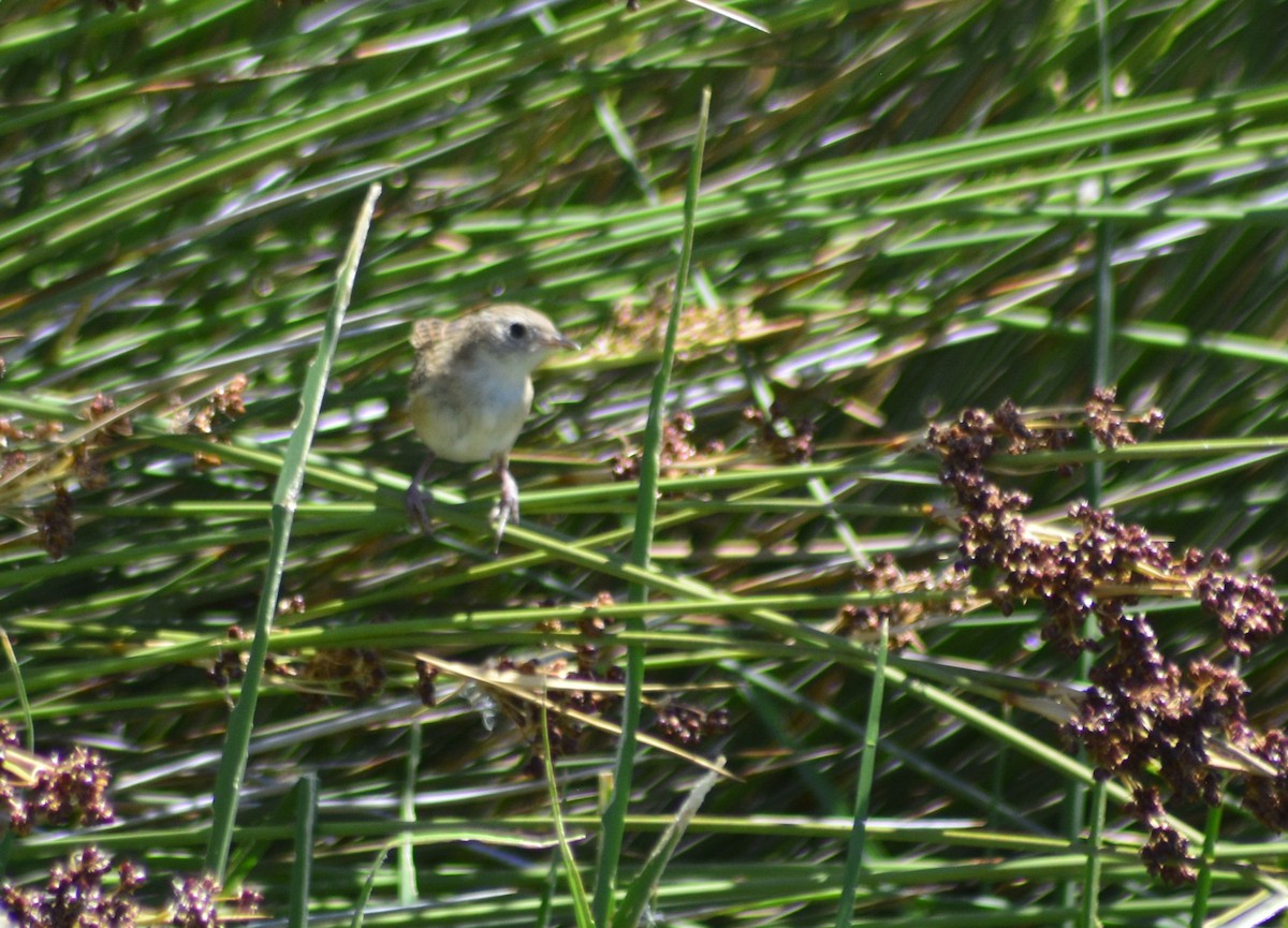 Grass Wren - ML614224902