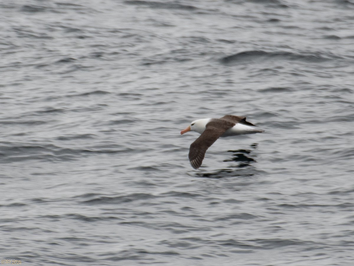 albatros černobrvý - ML614224932