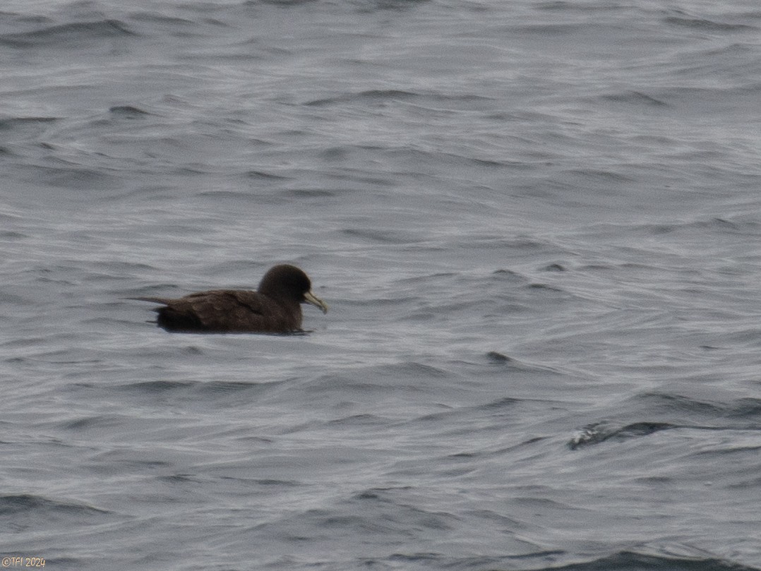 White-chinned Petrel - ML614224939