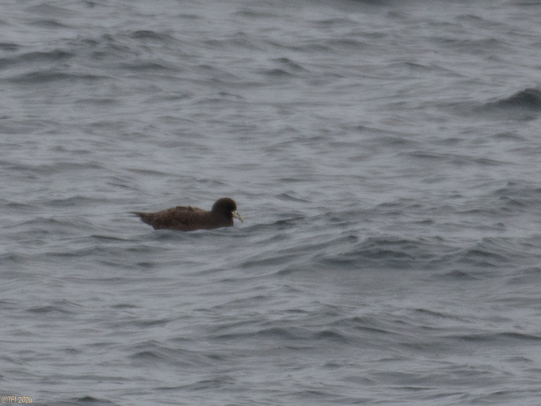 White-chinned Petrel - T I