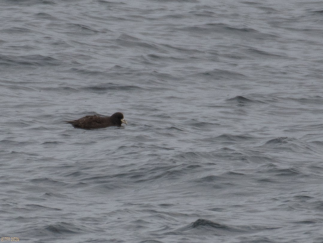 White-chinned Petrel - ML614224942