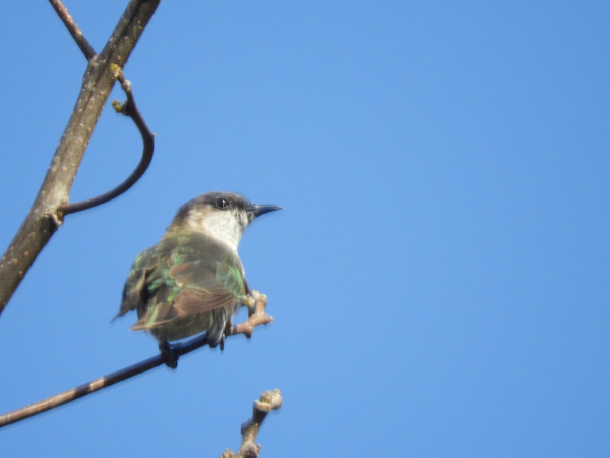 Shining Bronze-Cuckoo (New Caledonian) - ML614224954