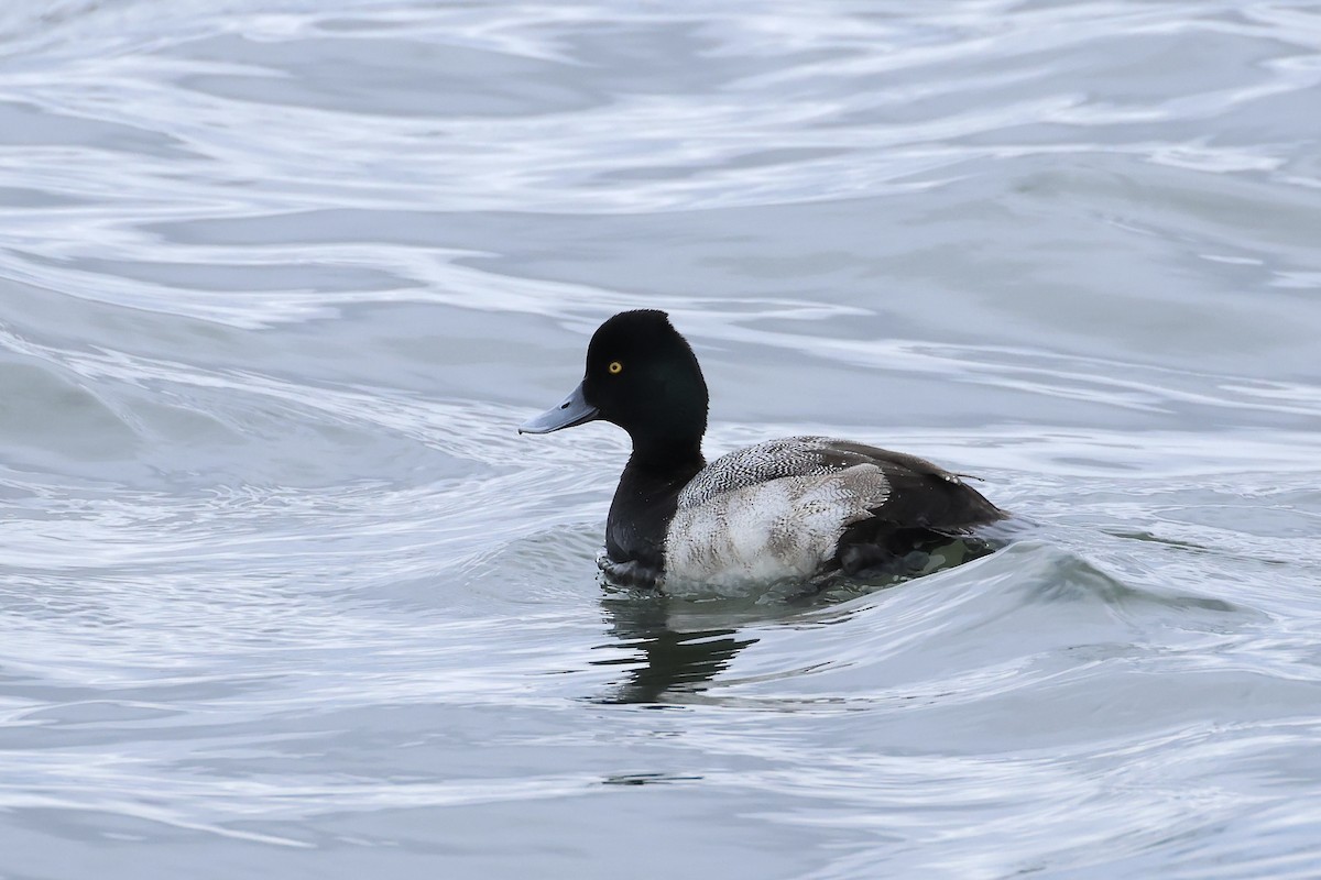 Lesser Scaup - ML614225003