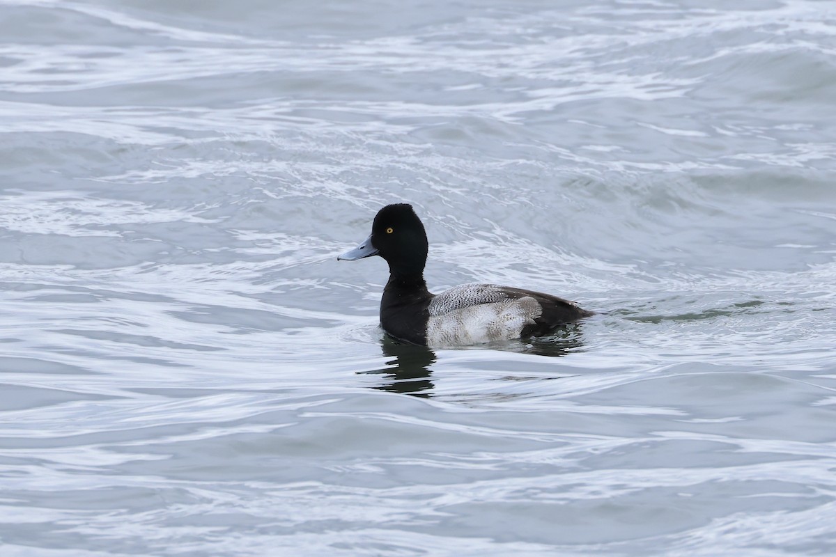 Lesser Scaup - ML614225004