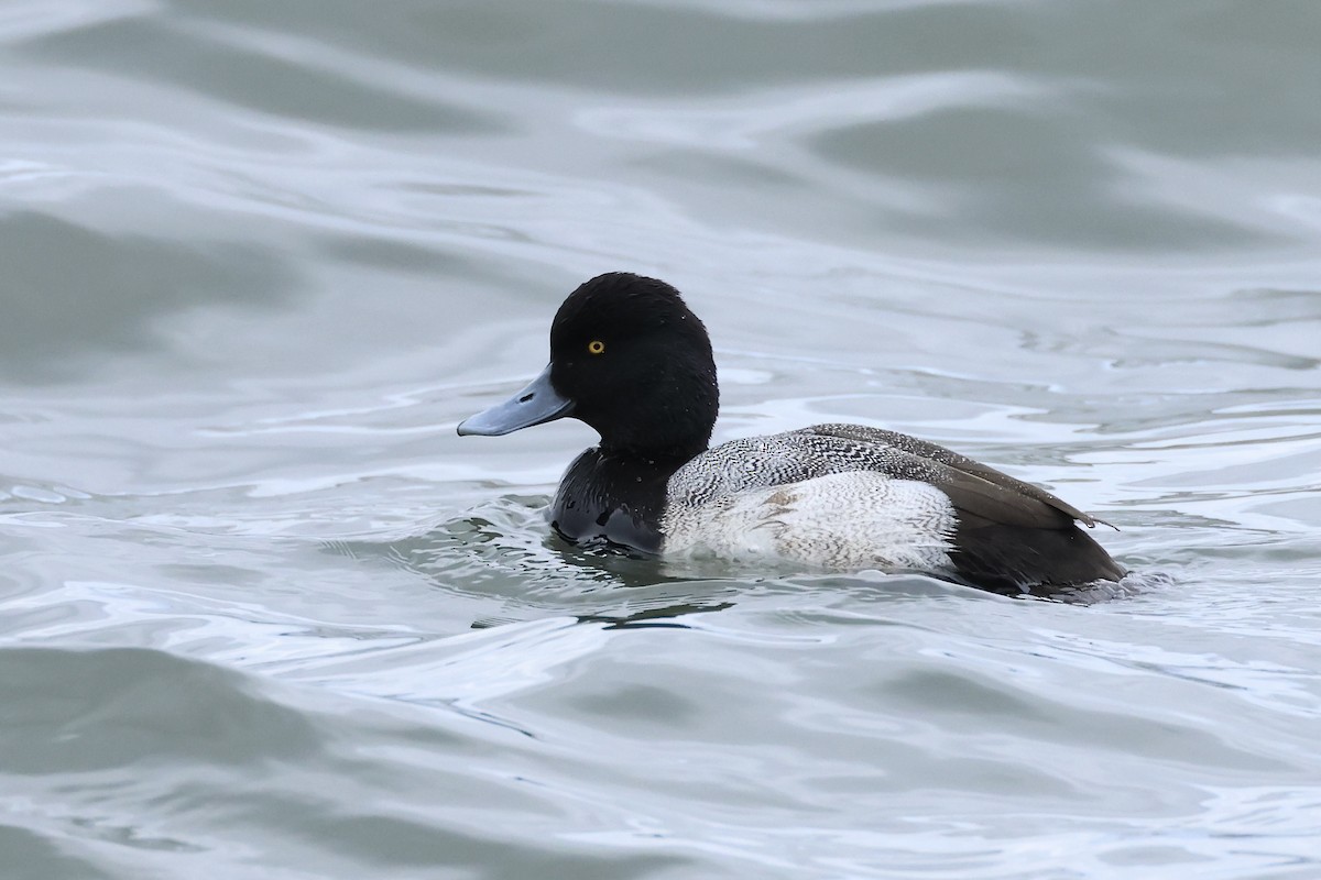 Lesser Scaup - ML614225005