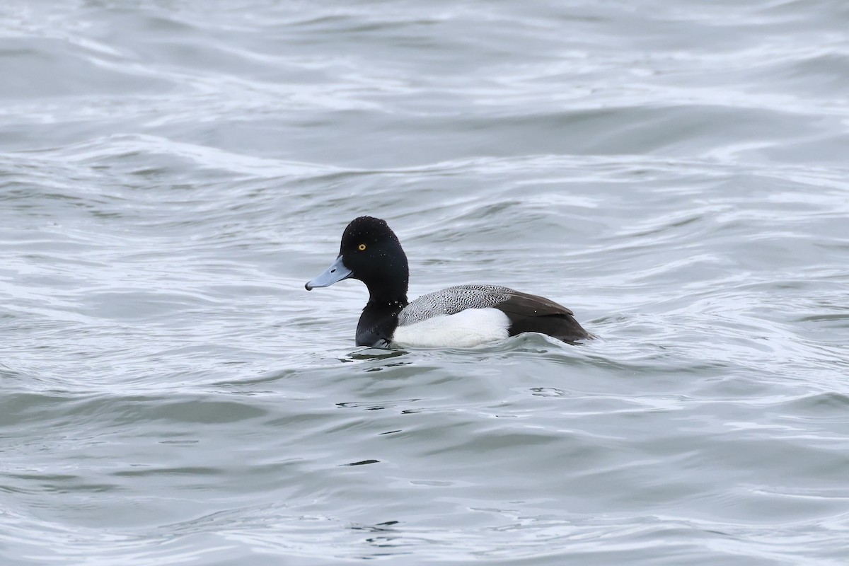 Lesser Scaup - ML614225006