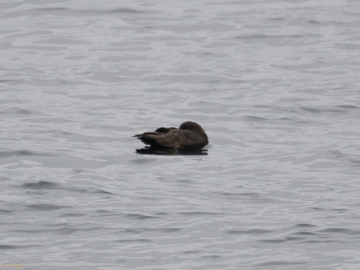 Puffin à menton blanc - ML614225015