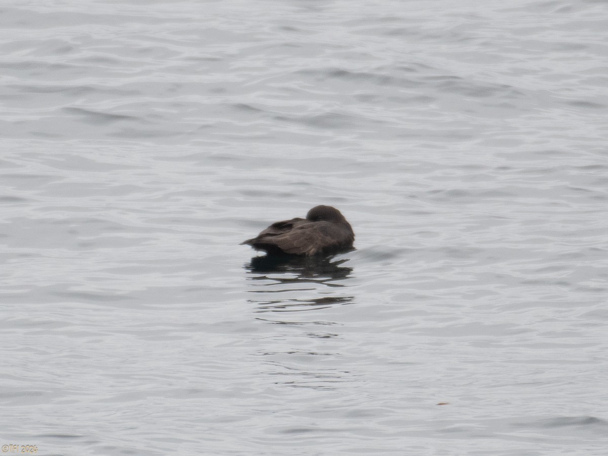 White-chinned Petrel - ML614225016