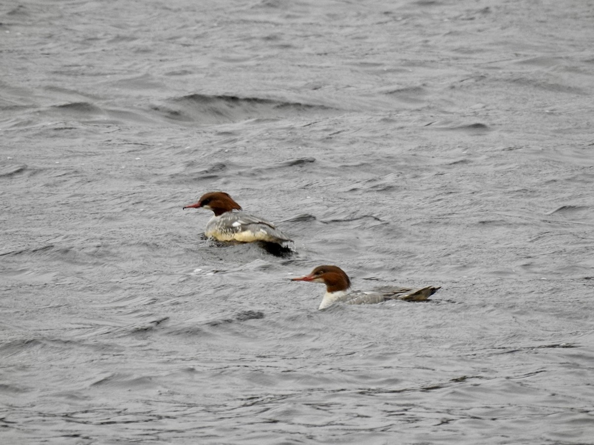 Большой крохаль (merganser/orientalis) - ML614225034