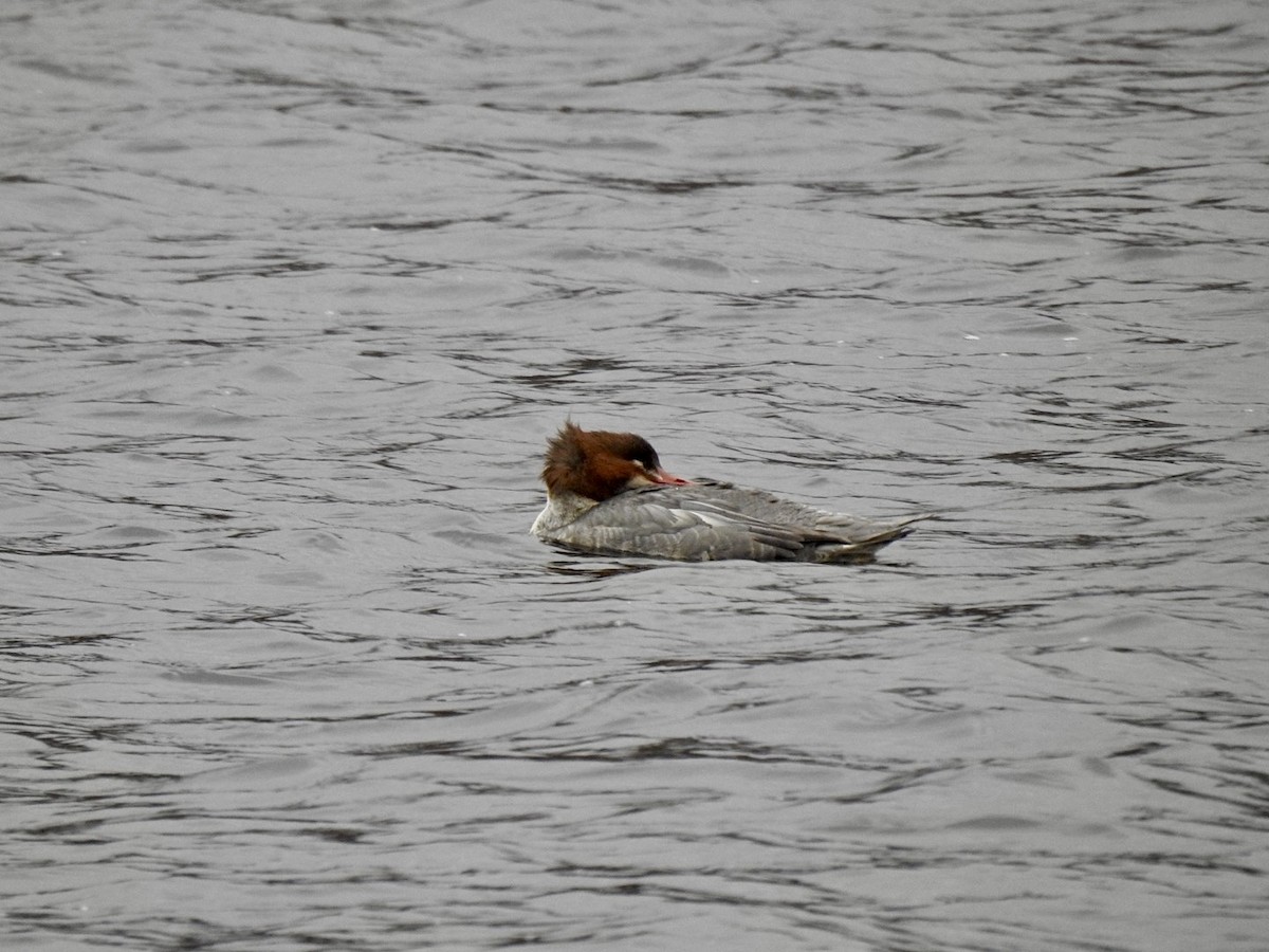 Grand Harle (merganser/orientalis) - ML614225035