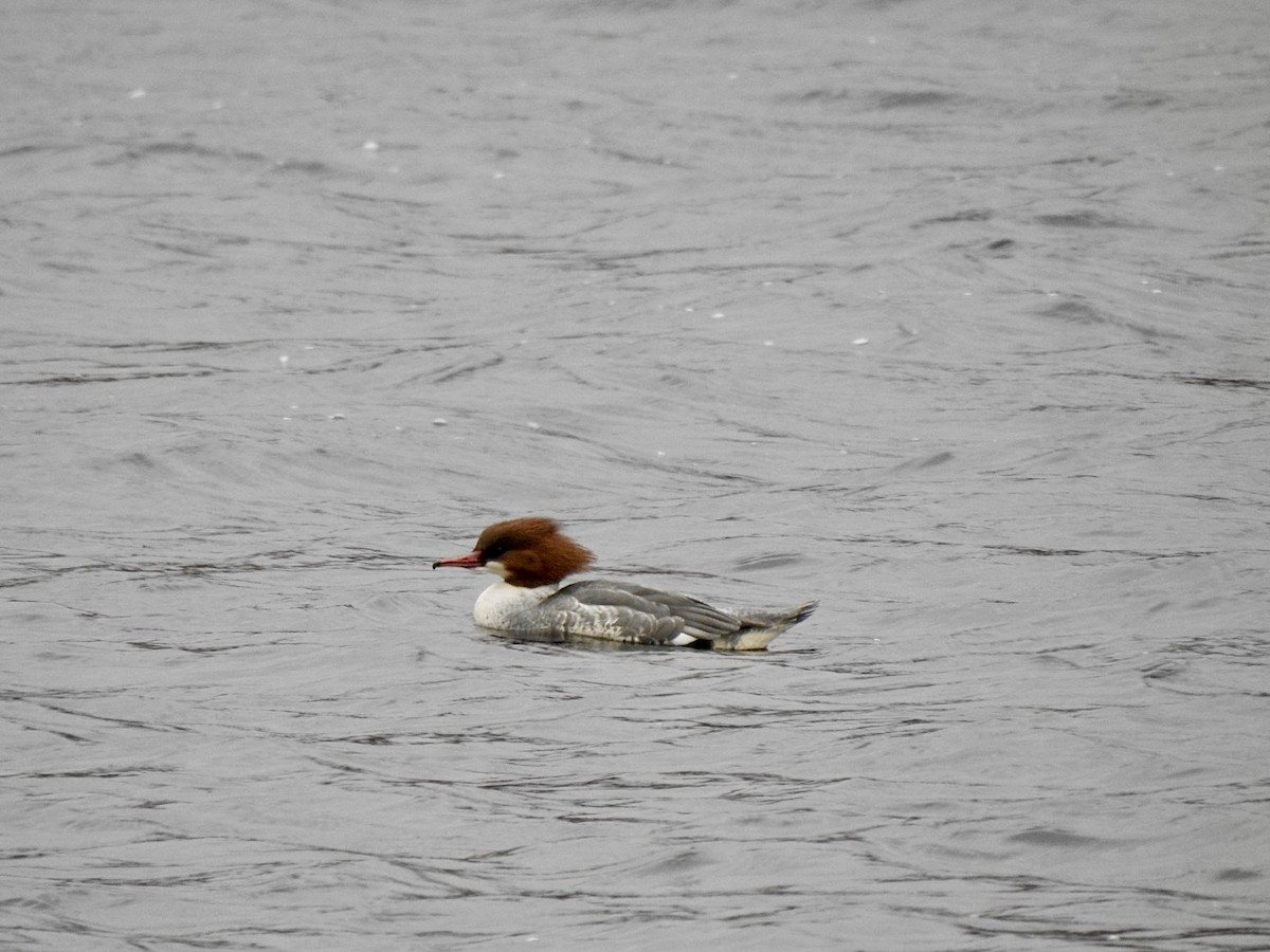 Большой крохаль (merganser/orientalis) - ML614225036