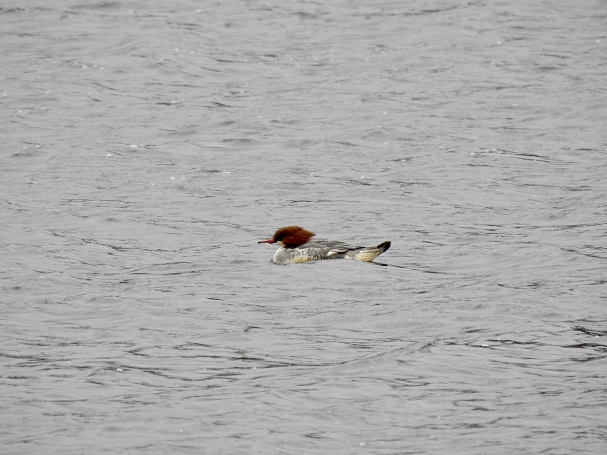 Большой крохаль (merganser/orientalis) - ML614225037