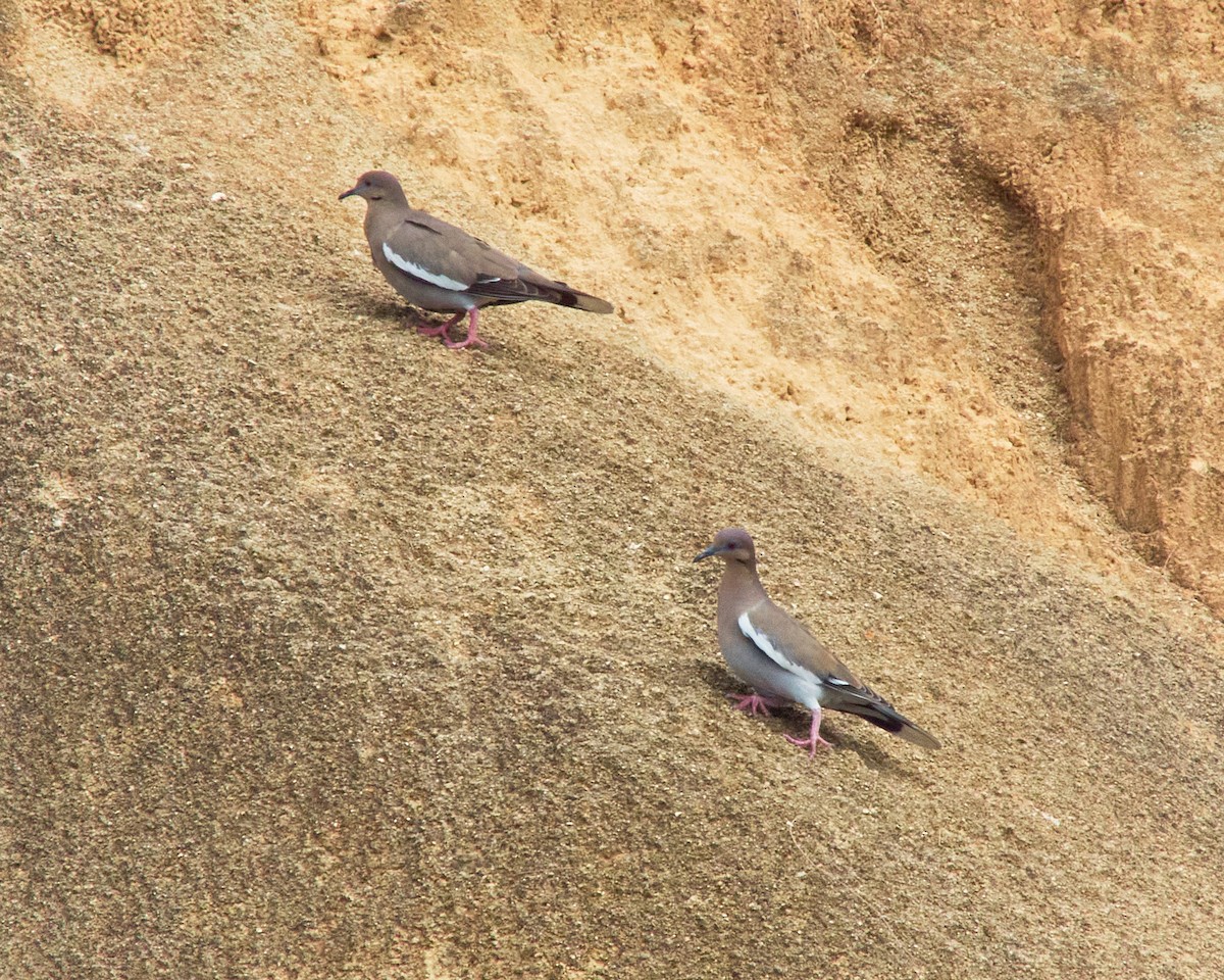 White-winged Dove - ML614225064