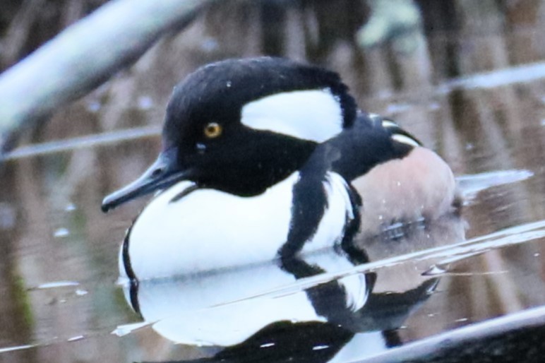 Hooded Merganser - ML614225078