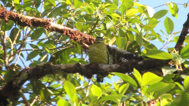 Cotinga écaillé - ML614225080